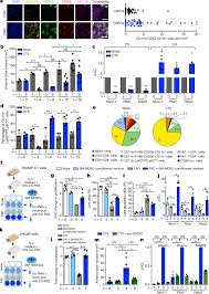 Although screenings for prostate cancer are one tool for early detecti. Il 23 Secreted By Myeloid Cells Drives Castration Resistant Prostate Cancer Nature