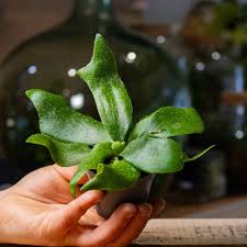 Image result for Platycerium