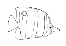 Ausmalbilder Fische Krebse Seepferdchen Kraken Quallen Muscheln