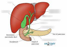 In humans, it is located in the abdomen behind the stomach and functions as a gland. Liver And Pancreas Diagram Quizlet