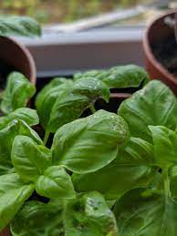 What happened next though really concerns me now. White Patches On Basil Leaves Bbc Gardeners World Magazine