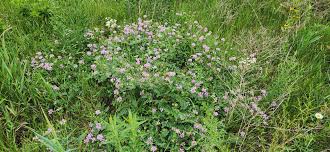 Image result for Securigera  varia