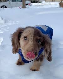 Over 3 minutes of Moonpie Starbox Protect your Doxie's back  👉🏼http://bit.ly/OriginalDachshundRamp