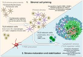 Frontiers | Stromal Fibroblasts in Tertiary Lymphoid Structures: A Novel  Target in Chronic Inflammation