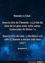 » suivre cet auteur jérôme bindé. Humain Vs Chat Blagues Et Les Meilleures Images Droles