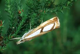 Image result for Catoptria pinella