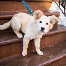 Maybe you would like to learn more about one of these? Thedogist Larry Chow Chow Golden Retriever Mix 4 M O 9th 2nd Ave New York Ny We Ve On Dogs Golden Retriever Golden Retriever Mix Golden Retriever