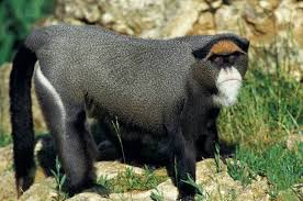 Image result for Brazzeia congoensis