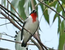 Passaros Raros Eu me chamo ronan santos e hoje no almanaque x. passaros raros