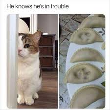 Top Of Pictures Of Cats And Dogs From Whom You Will Roll On The Floor Laughter Humour T Funny Animals With Captions Cute Funny Animals Funny Animal Pictures