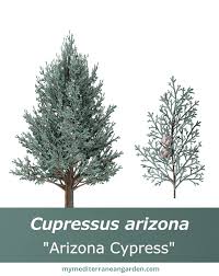 Image result for Cupressus arizonica