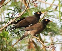 Black Bird With Long Tail Image Result For Brown Body Long Brown Tail Black Head Bird In Kerala Habitats Bird Species Brown Bodies
