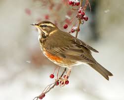 Birds Of Europe Birds Colorful Birds Beautiful Birds