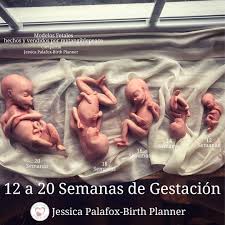 Jessica Palafox Birth Planner 12 A 20 Semanas Gestacion 12semanas Ya Tiene Algunos Reflejos Movimiento Succion Tamano De Un Limon Verde Mide Mas O Menos 5 Centimetros 2 Pulgadas Y Pesa Unos