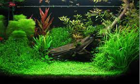 Of course, the photoperiod depends on the types of plants you are growing. Light