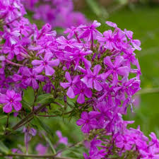 How to choose flowering perennials that bloom from spring to fall. Missouri Native Plants Sugar Creek Gardens