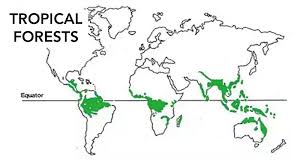 Some examples of plants found in the rainforest include: Tropical Tree Clipart World Map Forest Transparent Clip Art