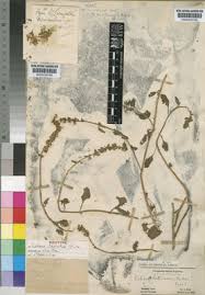 Image result for Coleus lasianthus