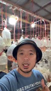 ptpa thank you swapi ninu ug isda or aquarium o original 2k original price  unya baligya na nako 500 isa