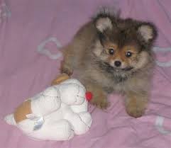 Pomeranian puppy feeding pomeranian puppies under 6 months should be fed at least 3 times per day. Pomapoo Dog Breed Pictures 1