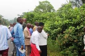 Image result for Eremospatha haullevilleana