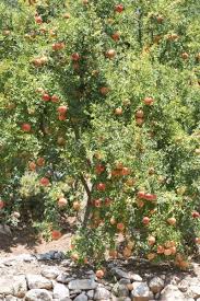 Pomegranate trees produce the incredible pomegranate fruit and have been cultivated for several millennia. Trimming Pomegranate Trees When And How To Prune A Pomegranate Tree