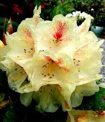 Pin On Beplantningsplan