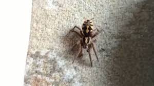 Eha Biltek On Twitter Dunyanin En Buyuk Orumcegi Olan Goliath Tarantulasina Kus Yiyen Goliath Da Deniyor Agirligi 170 Grama Buyuklugu Ise 30 Cm Ye Ulasiyor Https T Co N6dea96wx2