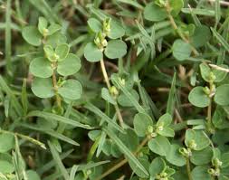 Image result for Euphorbia serpens