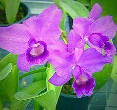 Cattleya Bowringiana Splendens Beautiful Orchids Orchids Flowers