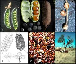 Image result for Ateleia herbert-smithii