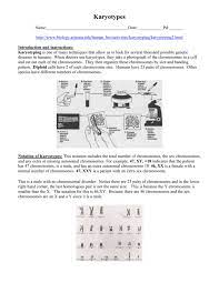 Manage and improve your online marketing. Karyotype Activity