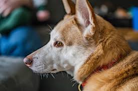 How to clean tartar from dog teeth. How To Prevent And Remove Plaque From Your Dog S Teeth