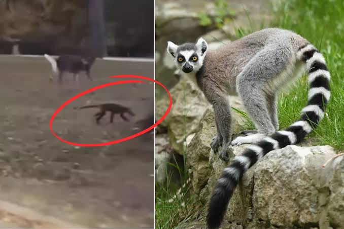 Mystery Animal Stirs Up the Internet (I Solved It Immediately)
