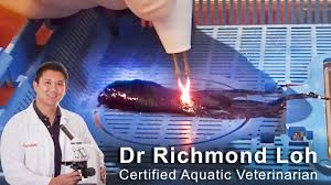 Surgical Removal Of Tumour From A Betta Aquarium Fish With Fish Veterina Tumour Goz Nowotwor Betta Aquarium Betta Betta Fish