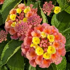Image result for Lantana