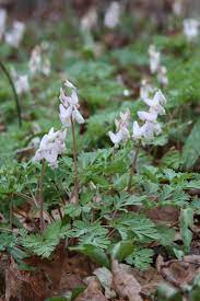 Maybe you would like to learn more about one of these? 10 Native Wildflowers To Plant In Your Garden