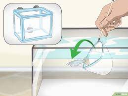 How To Care For Baby Guppies With Pictures Baby Fish Guppy Fish Guppy