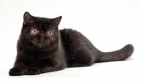 Exotic Shorthair Kedi Cinsi Ve Ozellikleri Ajanimo