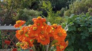Lihat ide lainnya tentang bunga, bunga matahari, rangkaian bunga. Cara Merawat Bunga Import Mexican Sunflower Di Halaman Rumah Perhatikan Cahaya Dan Tanahnya Tribun Batam