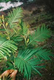 Image result for Acacia mearnsii