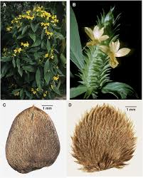 Image result for Neuracanthus africanus