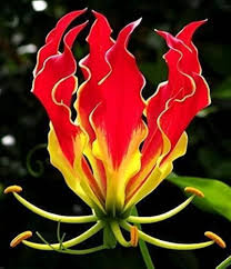 Image result for Gloriosa superba