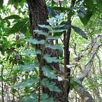 Image result for Asplenium aethiopicum