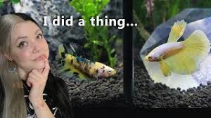 Are divided tanks good for bettas? New Divided Betta Fish Tank Solid Gold Aquatics