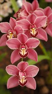 Pin On Flowers