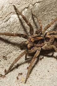 Wolf spiders may live just about anywhere that they can find insects on which to feed. Wolf Spider Bite Symptoms Treatment And Prevention