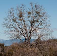 Image result for Viscum hildebrandtii