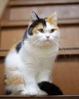 Cute Pictures and Facts About Calico Cats and Kittens