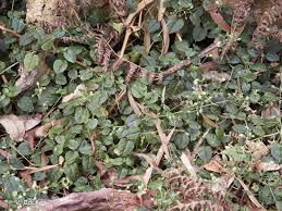Image result for Stellaria mannii